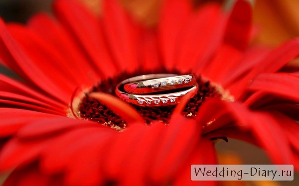 Обручальные кольца на цветке герберы Оба кольца с маленькими бриллиантами