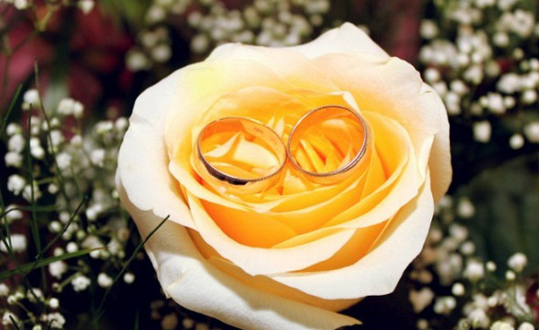 Колечки на розе Фотографии свадебных колец